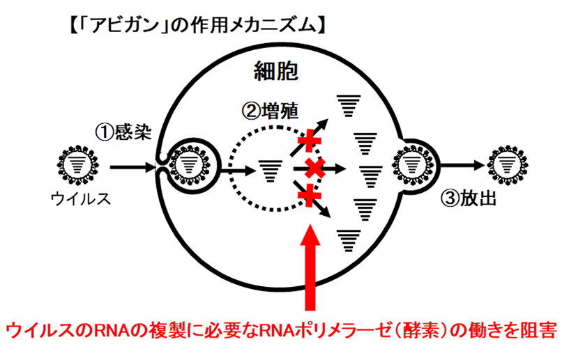 アビガン　作用